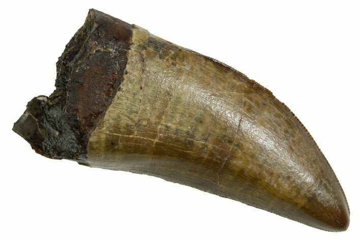 Fossil T-Rex Tooth - Beautiful Enamel & Sharp Serrations #380870